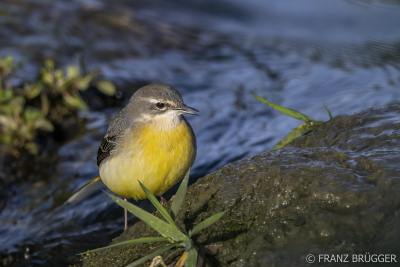 Ornithologischer Morgenspaziergang