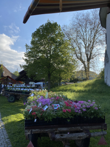 «Münsinger Pflanzen und Umwelt Märit» mit Wuchemärit