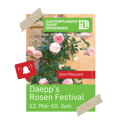 Daepp's Rosen Festival