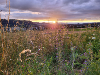 Pflegeeinsatz PZM-Wasserreservoir