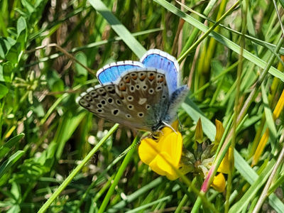 2. Pflegeeinsatz in der Chesselau 