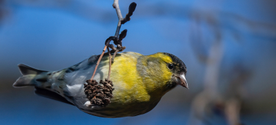 Ornithologische Morgenexkursion