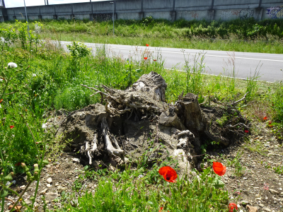 Öffentliche Führung «Biodiversität im Siedlungsraum»
