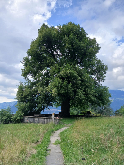 Einfach beeindruckend: Bäume im Orts- und Landschaftsbild (Kurs 26S-3404)