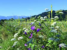 Natur in Münsingen, Kräuterfeld in der Erlenau