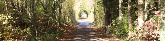 Wald mit Gehweg