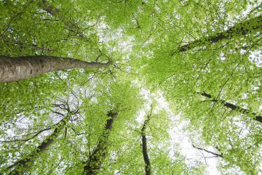 Verdacht auf Raupen mit Brennhaaren im Parkbad Münsingen