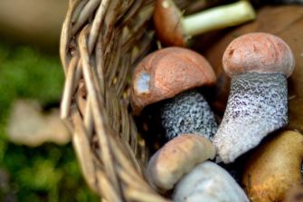 Pilzkontrolle - Öffnungszeiten 2025