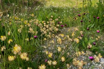 Schlossmattpärkli – Freiraumgestaltung Sägegasse