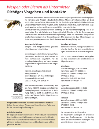 Wespen und Bienen