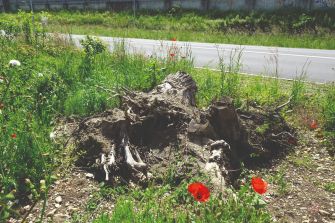 Öffentliche Führung – Biodiversität im Siedlungsraum 